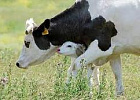 В Новосибирской области определили лучших операторов искусственного осеменения коров